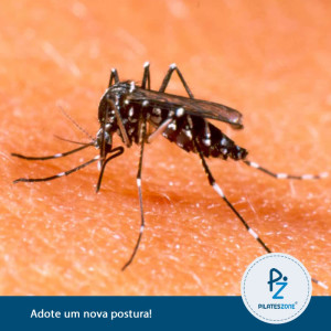 Aedes-aegypti